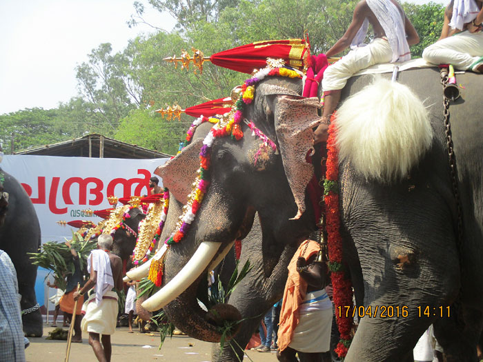 Elephant having abscess at left shoulder and temporal region at Thrissur Pooram