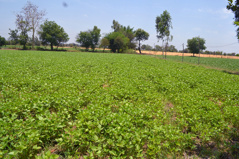 Moong crop