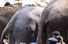 Wound on right hip of the elephant paraded at Thrissur Pooram