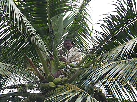 Protesting coconut climber atop the coconut tree before Kerala Assembly