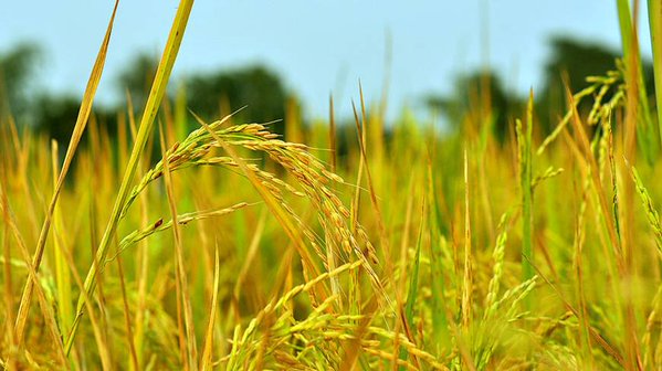 Rice paddy