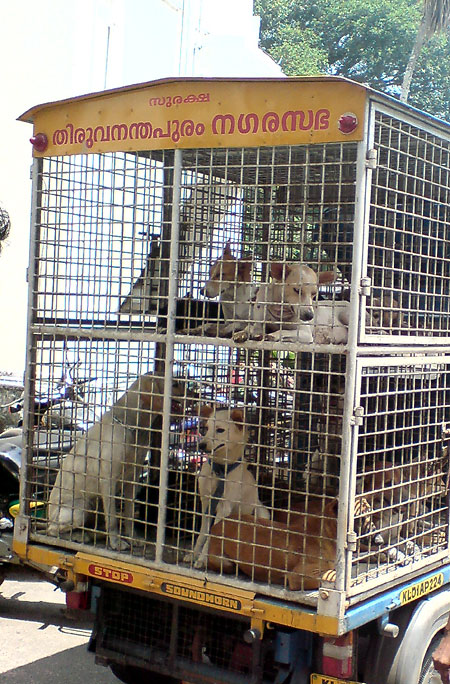 Stray dogs caught by Thiruvananthapuram Corporation (file photo)